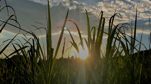 Educação Ambiental